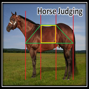Horse judging banner image of a horse 