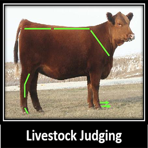 Livestock judging image of a cow 