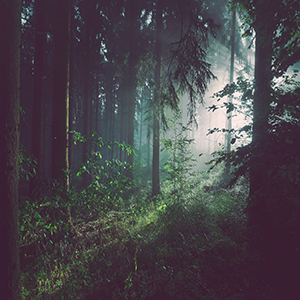 A picture of a foggy forest 